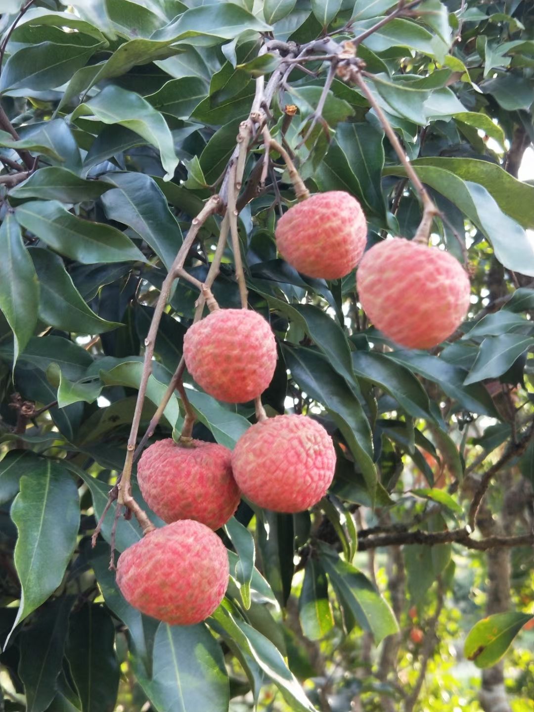 白糖罌荔枝 廣西靈山荔枝