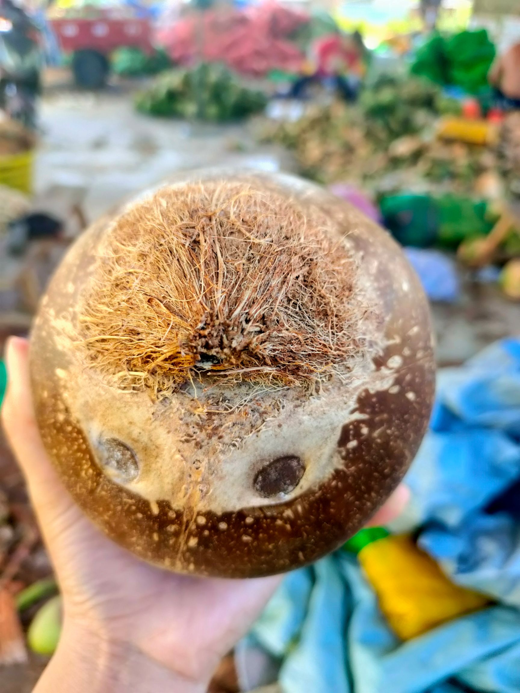 海南文昌新鲜椰皇1/2/6个装椰王抛光黑老椰 甜品椰子碗