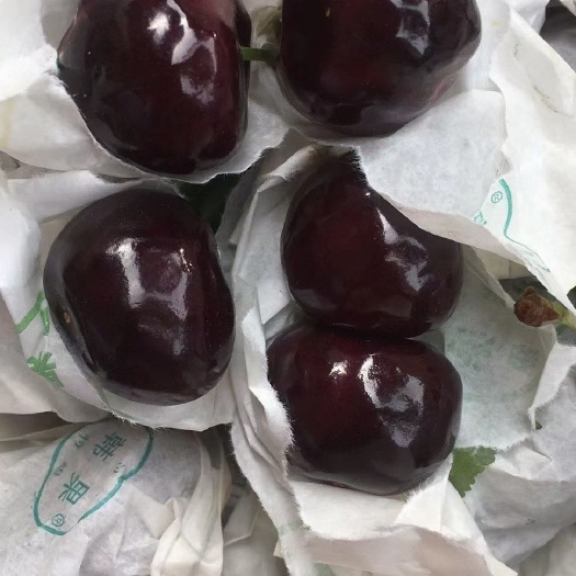 汉源县大紫樱桃 黑珍珠，车厘子，一件代发
