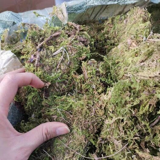 汶上县水苔  干苔藓