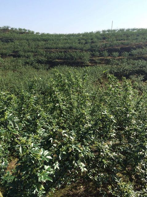 重庆市青花椒 重庆市重庆市大足区 一级 鲜花椒 
