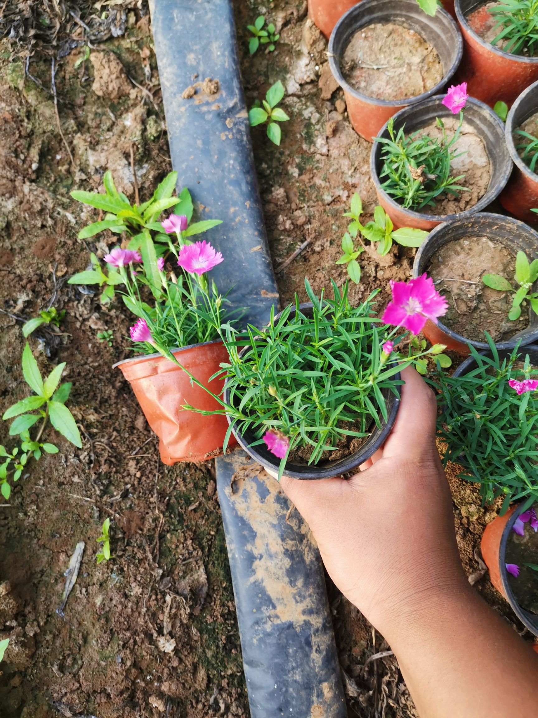 欧石竹，开花草坪，网红草。