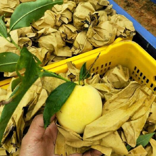 新泰市 自家种植黄桃蟠桃油桃红毛桃，香甜可口，无坏果，新鲜水果。