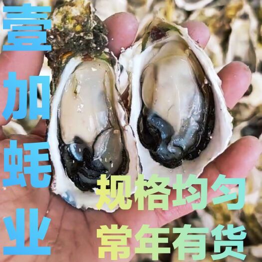 饶平县生蚝鲜活全壳烧烤新鲜海蛎子半壳生蚝原产地直发潮州牡蛎