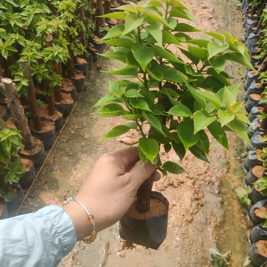 漳州塔紫三角梅 塔紫20杆