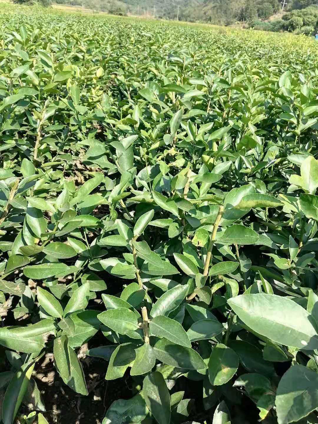 红江橙苗  广东红江橙嫁接苗 红心橙 果树苗 无籽香橙