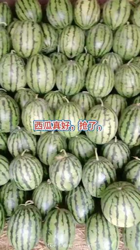 甜王西瓜  甜王