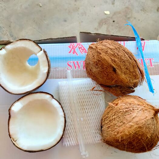 文昌市海南老椰子新鲜1/2/6个装椰宝毛椰孕妇水果 煮汤取奶