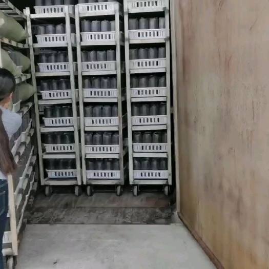  大球盖菇菌包，厂家包技术，菌种工厂直供