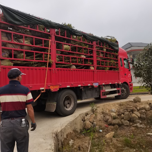 漳平市高山杜鹃  毛鹃树桩基地直销，品质保证，价格优