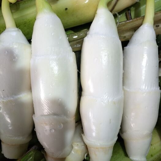 汉寿县茭白