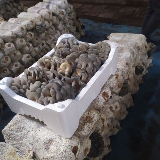 盐山县鲜平菇  平菇，袖珍菇，小黑平，可以根据客户需要打包装