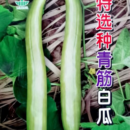 大白黄瓜种子  特选种青筋白瓜种子，瓜浅青绿色，肉厚爽脆，品