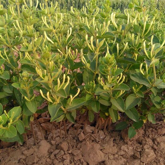 树形金银花苗 四季树型金银花苗木 新品种 产量高 易管理