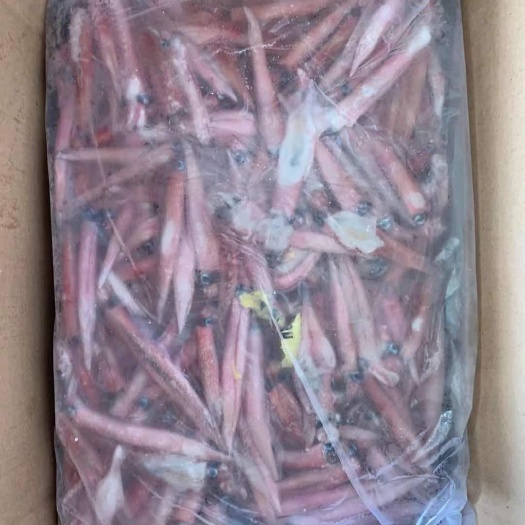 福州枪乌贼  辣椒鱿鱼批发红管批发红鱿批发水产冻品批发