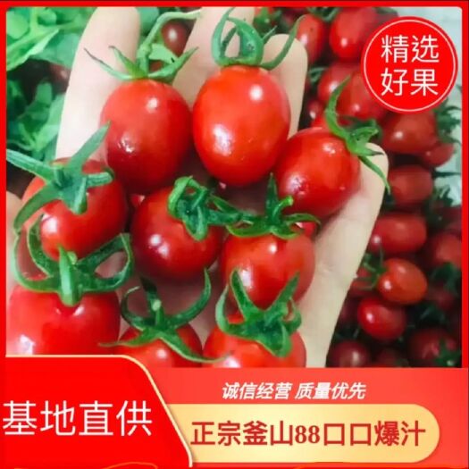 平度市釜山88圣女果  平度市 釜山88玲珑 小番茄圣女果 新货上
