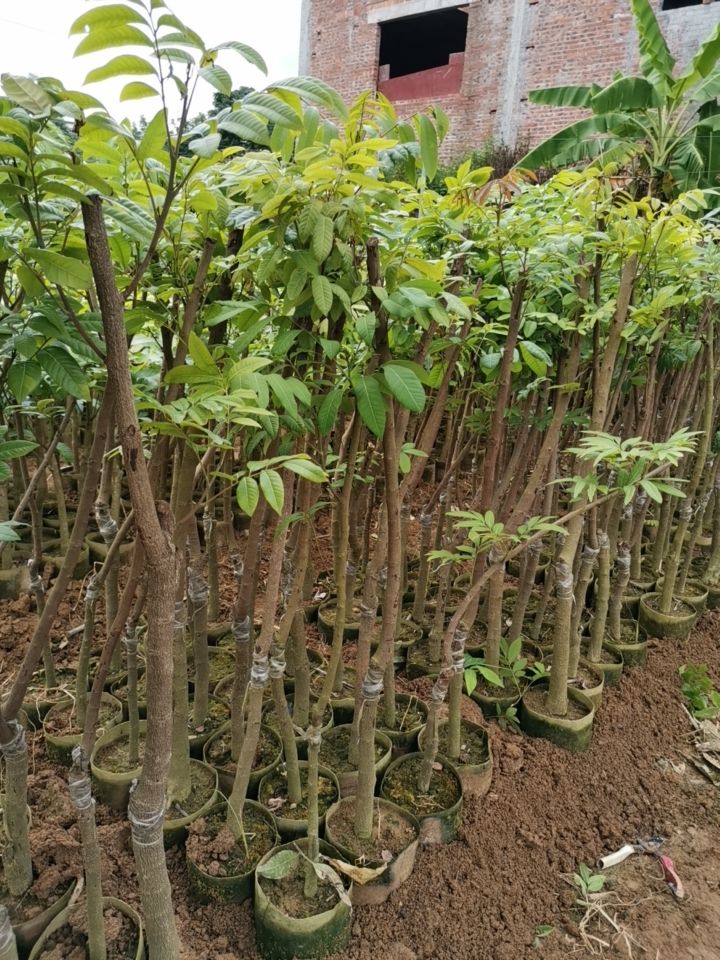 石峡龙眼苗 龙眼苗