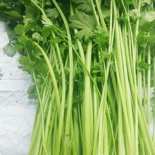 营口圆包菜 卷心菜 空心芹