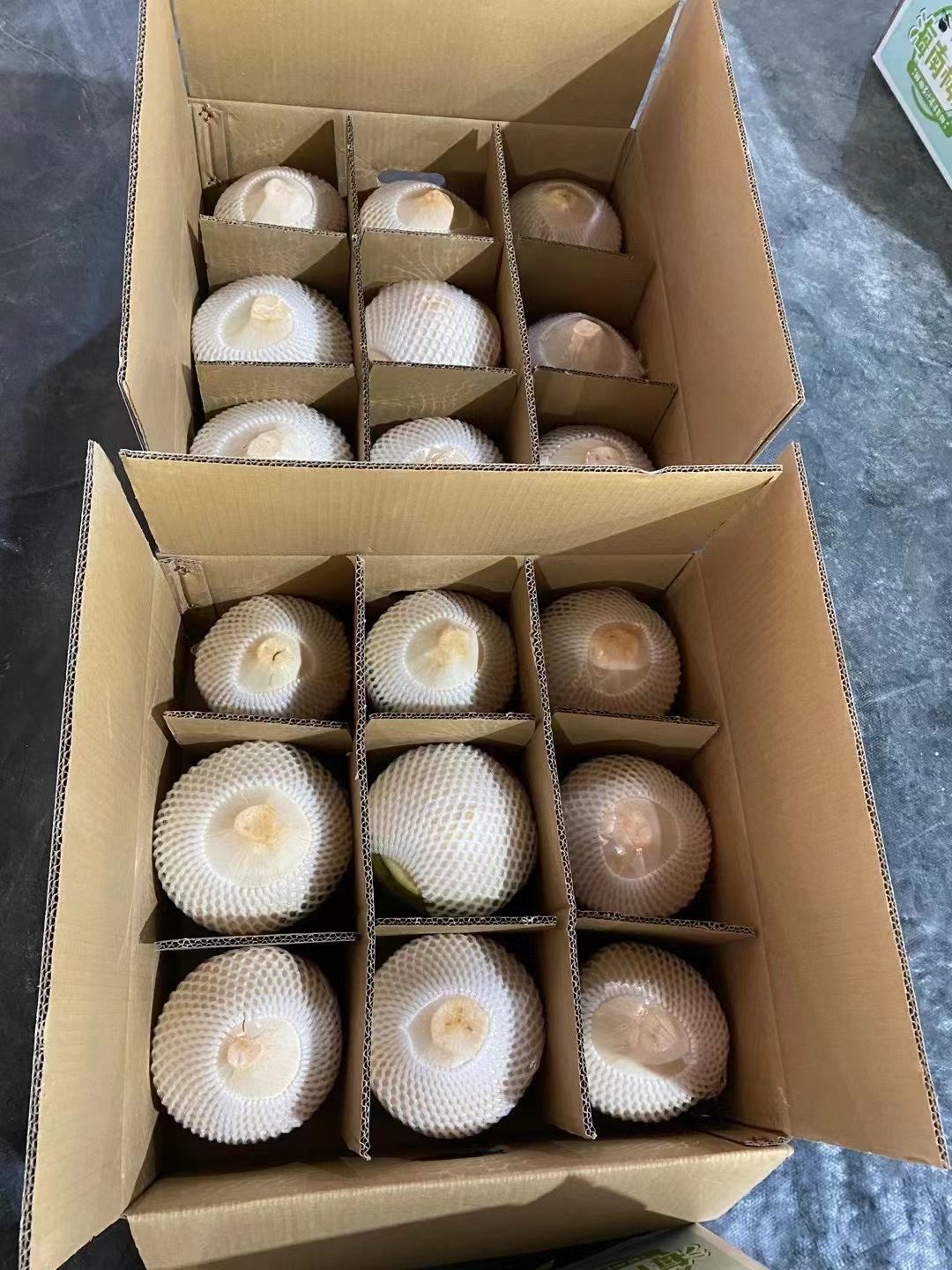 椰子  海南椰青