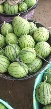 杭州早春红玉小西瓜