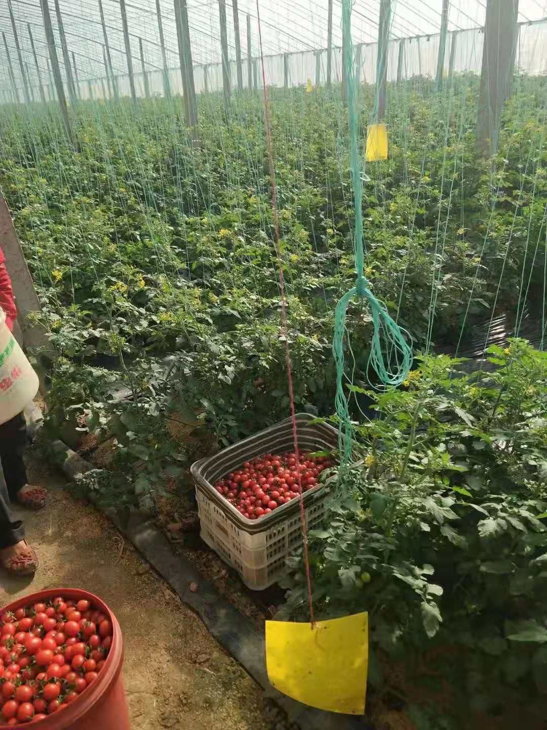 釜山88圣女果  平度市 釜山88玲珑 小番茄圣女果 新货上