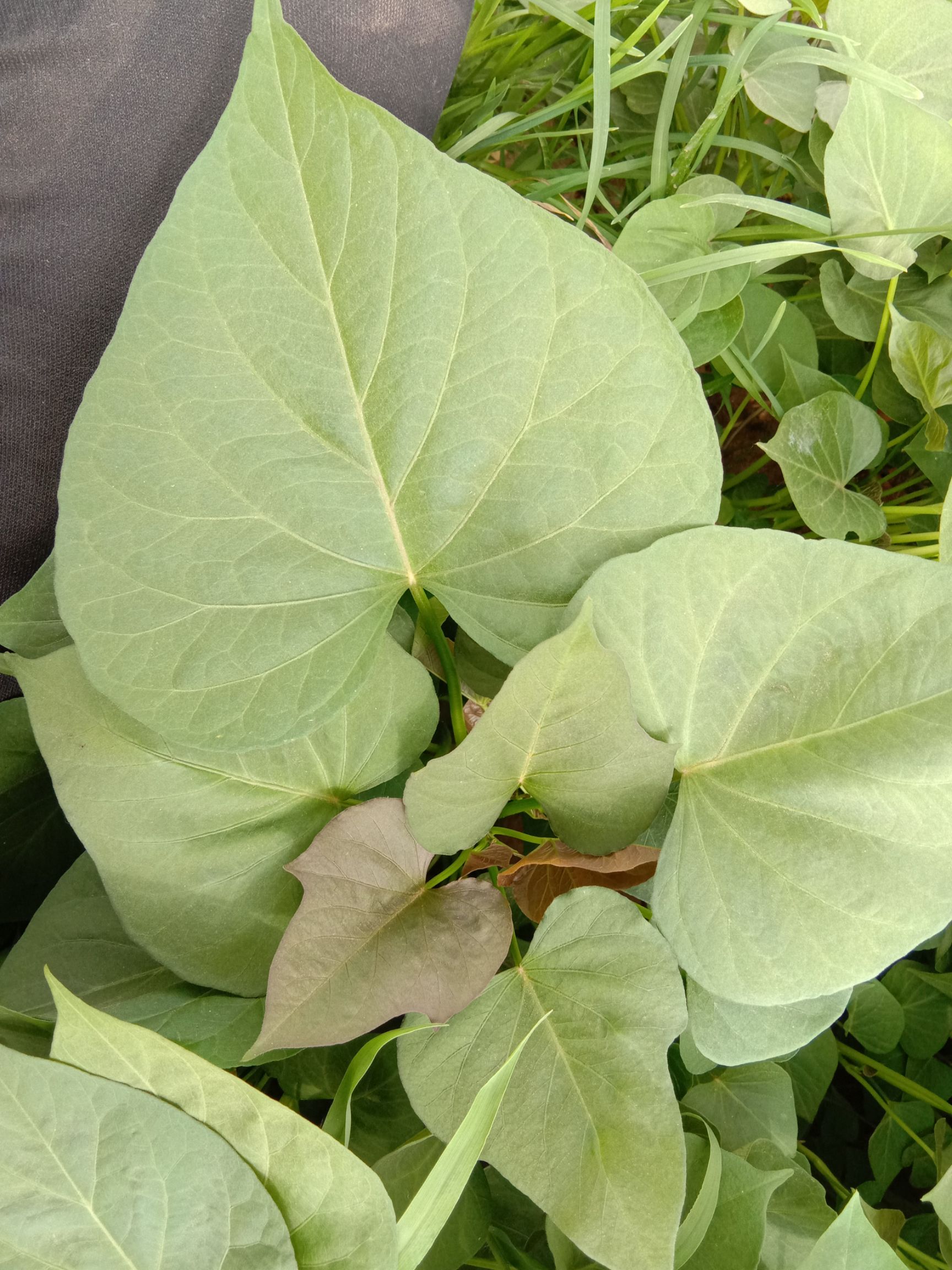 烟薯25号红薯种 出售优质各种红薯苗152-2669-283