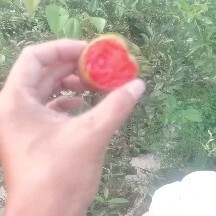 沂源县味帝李子苗 味帝苗