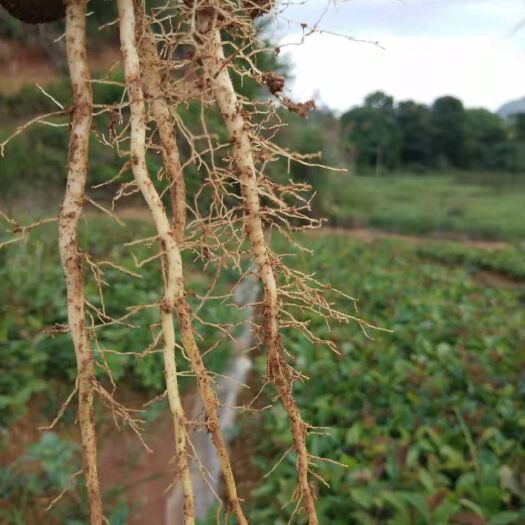 阳朔县茶树苗  油茶小苗