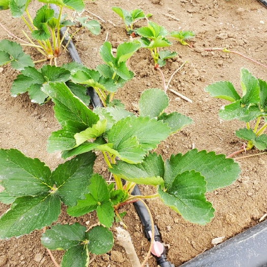 临沂红颜草莓苗 脱毒草莓苗