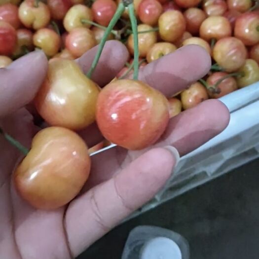 临朐县 黄蜜樱桃