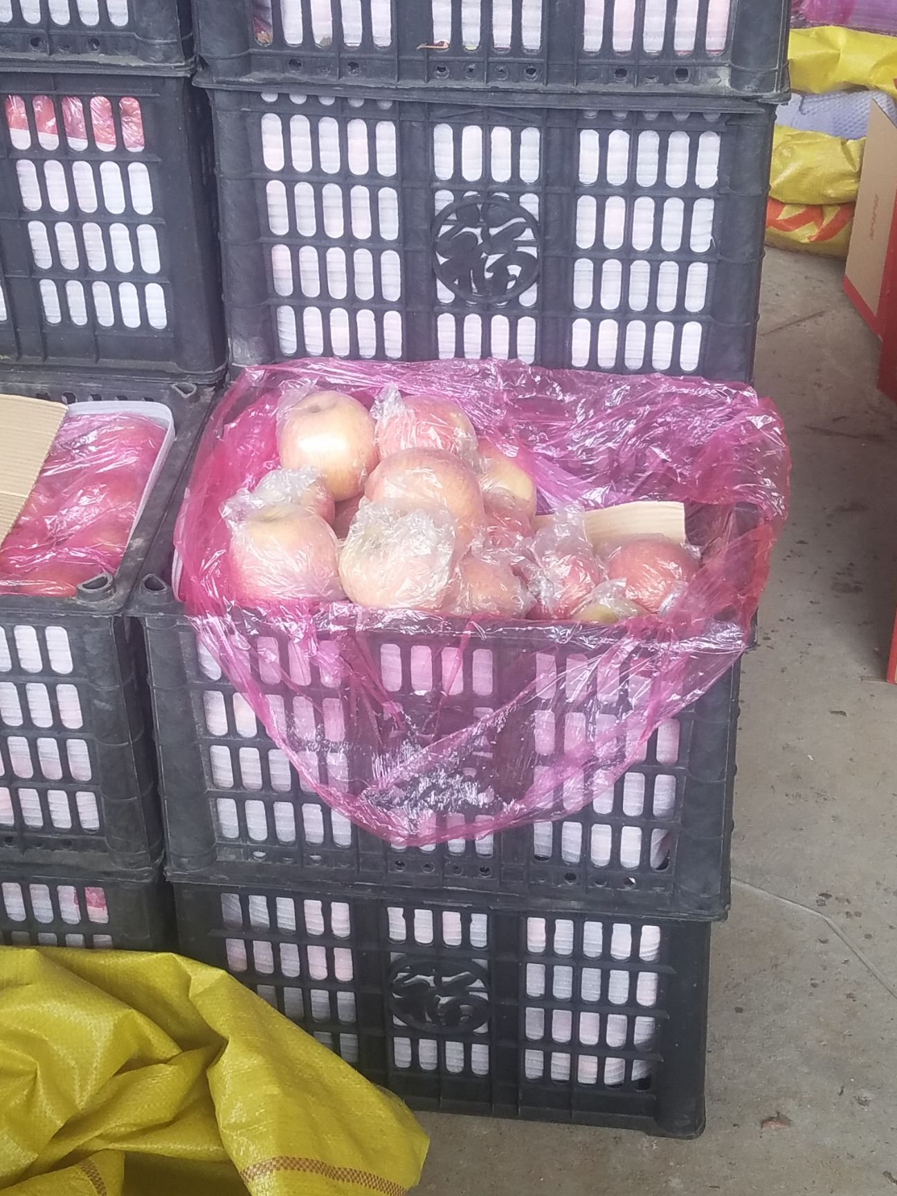 红富士苹果 纸加膜大量出货中