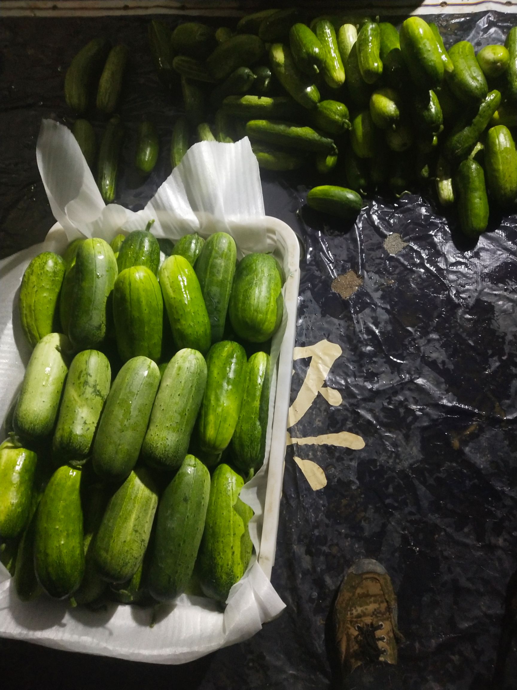 姜柄瓜 南瓜和黄瓜