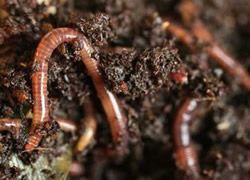 太平蚯蚓  蚯蚓养殖jiameng合作收购，零售，批发农村养殖什么**钱