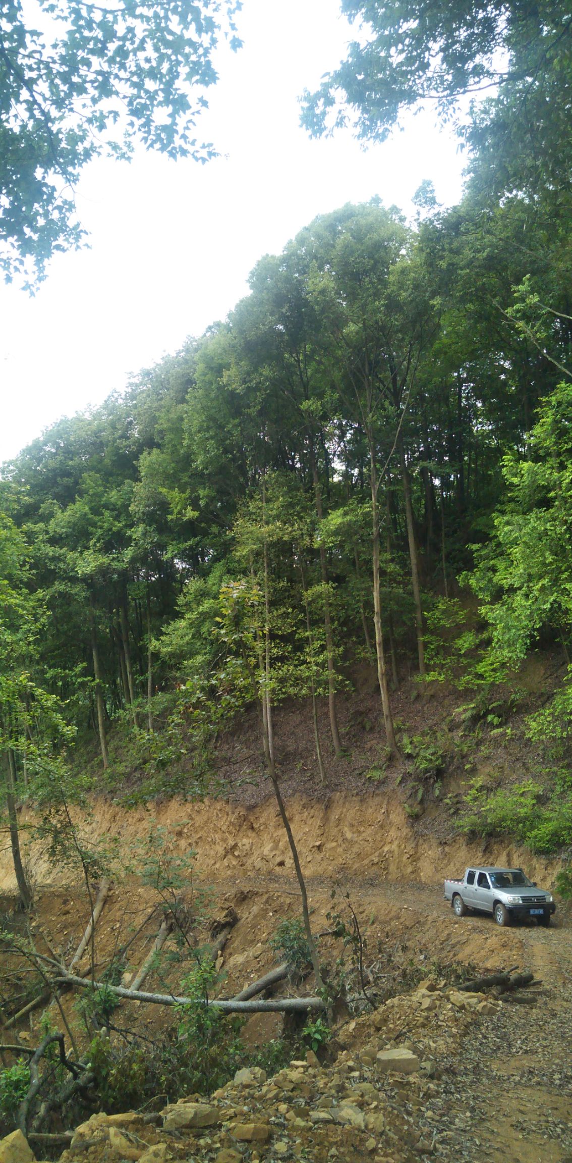 木材 枫木，红锥，各种杂木