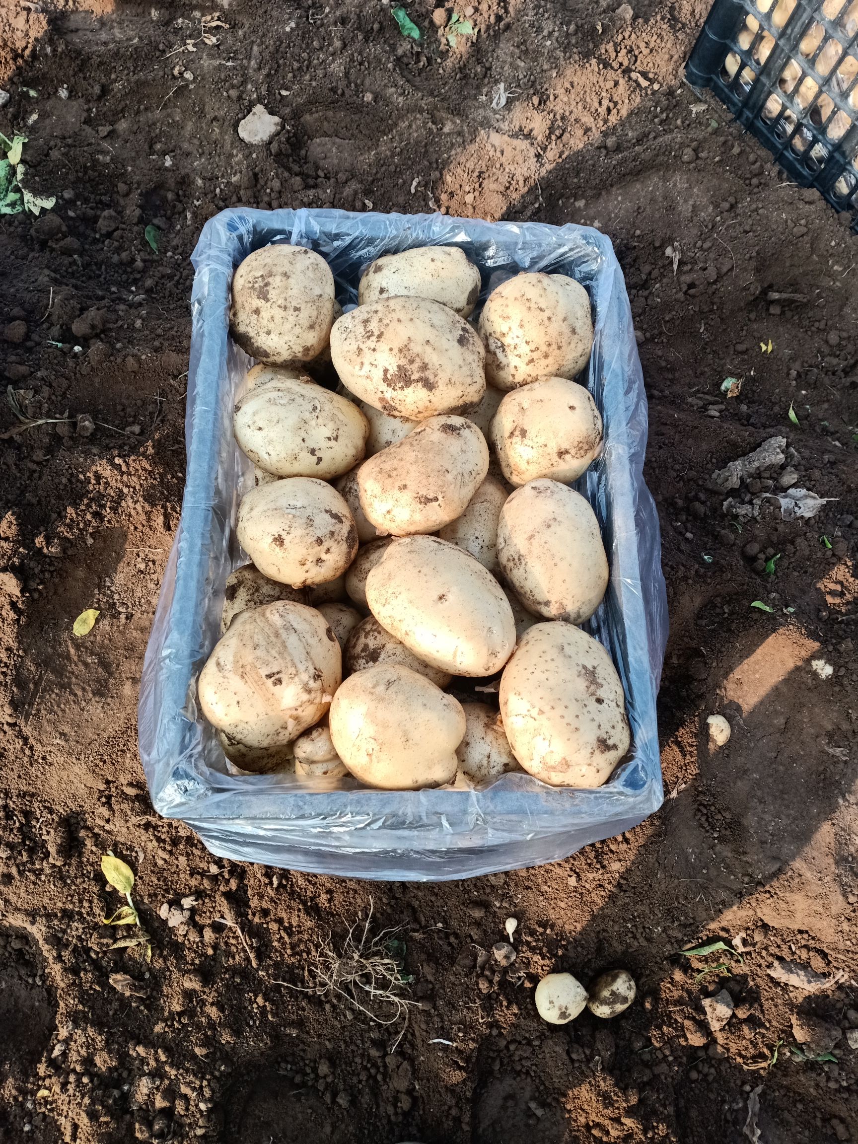 早大白土豆  绥中土豆