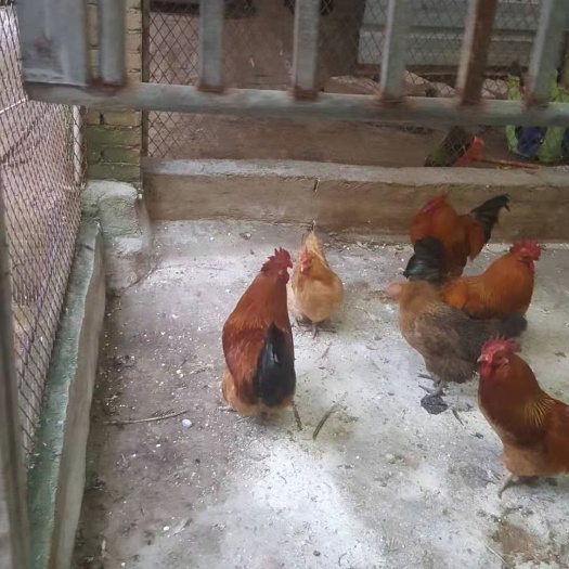 贵阳 土鸡