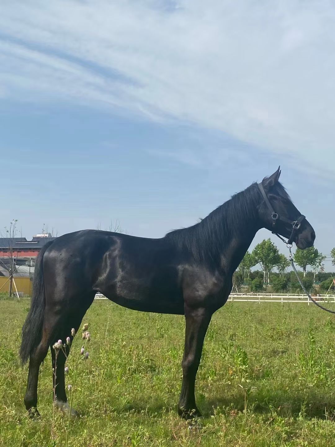 汗血马 各种马匹出售