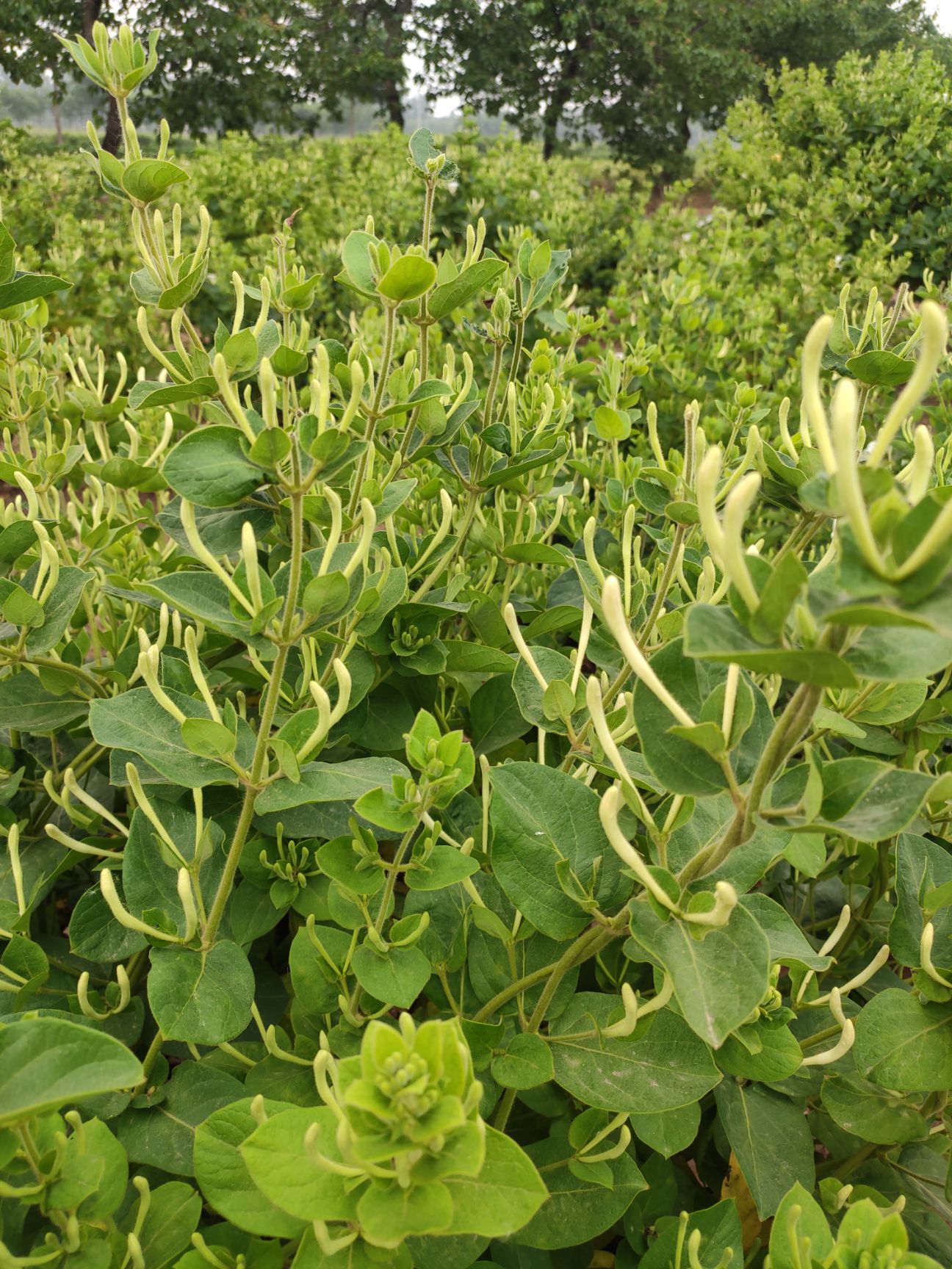 四季金银花苗 树型金银花苗木 优良品种产量高 金银花之乡直供