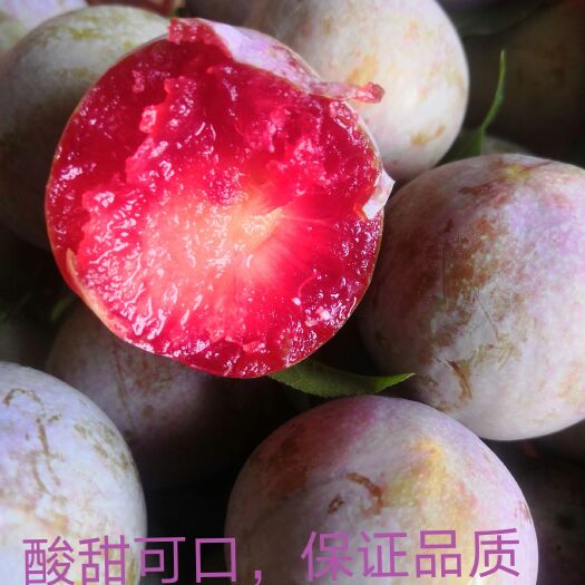 平远县 三华李，酸甜可口，品质纯正