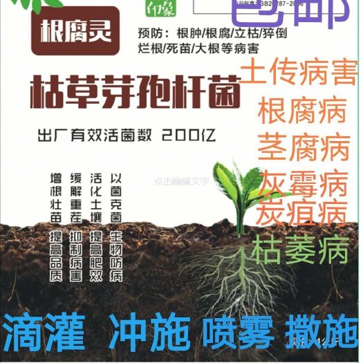 平度市全水溶枯草芽孢杆菌菌种抗病增产15%以上