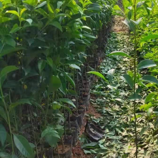 铁冬青,万紫千红袋苗