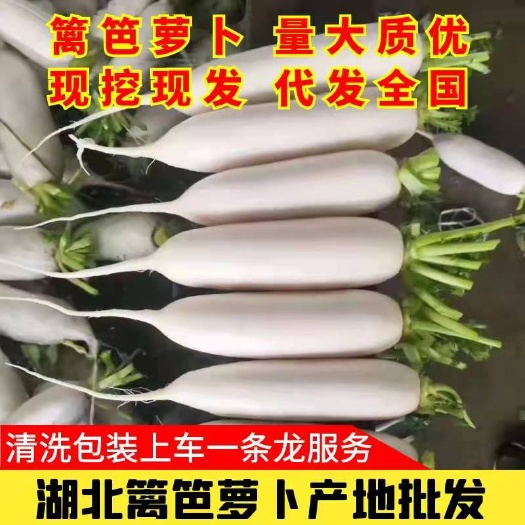 长阳县白萝卜  【火爆】精品精萝卜，产地直销，价钱便宜，大量供应！