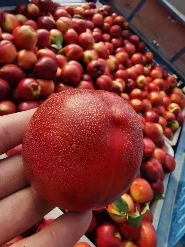 蒙阴桃子麻点黄心红油桃现摘现发脆甜红油桃可食支持一件代发