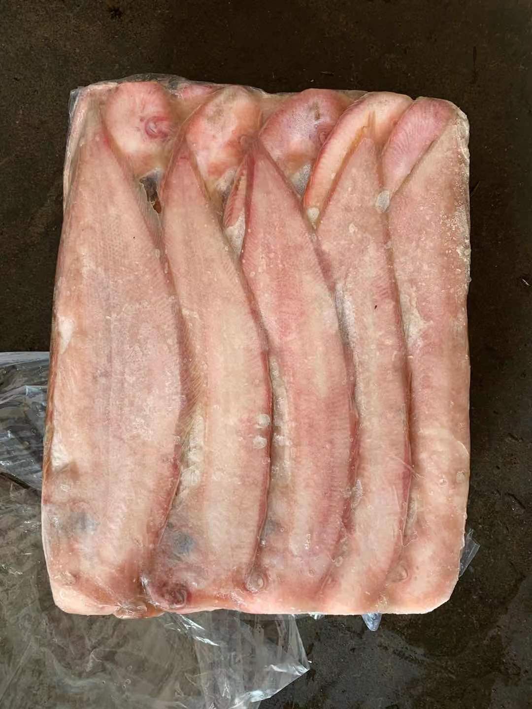 舌头鱼  龙利鱼批发龙舌鱼批发舌鳎鱼批发一手货源