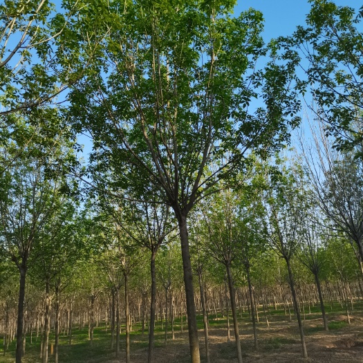 济南白蜡，基地品种有速生白蜡，老式白蜡，金叶白蜡，丛生白蜡。