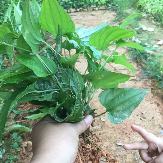 灵山县百部苗