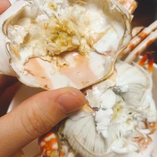 钦州赤甲红蟹  1斤起批广西北部湾海捕红花蟹，红蟹，体大肥美，可蒜蓉清蒸