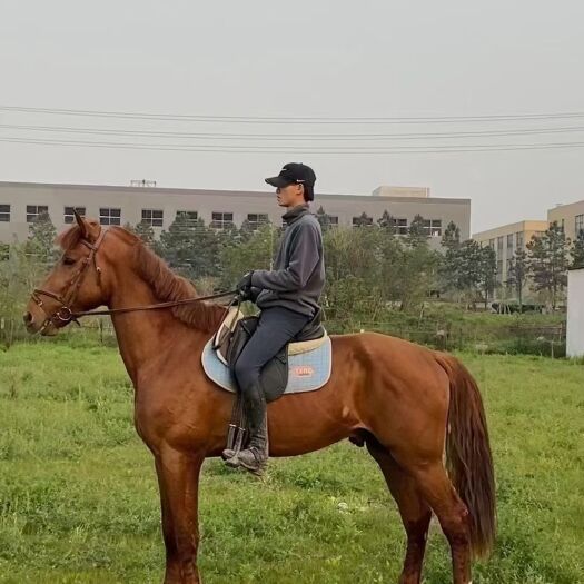 德清县汗血马 各种马匹出售