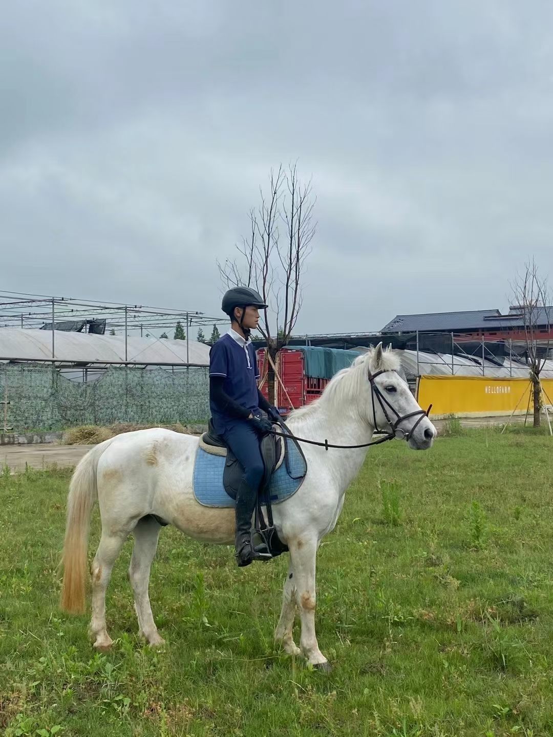 半血马 各种马匹出售