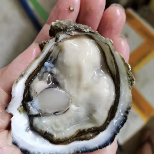 诏安县三倍体生蚝  福建生蚝 牡蛎 烧烤蚝。三倍体大批量供货 清蒸生蚝小包装